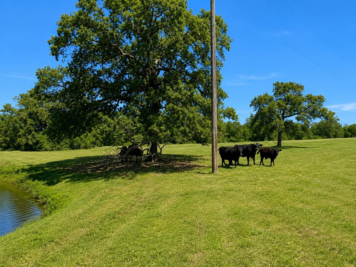 1583 S Us Highway 77 Highway, Giddings, TX 78942