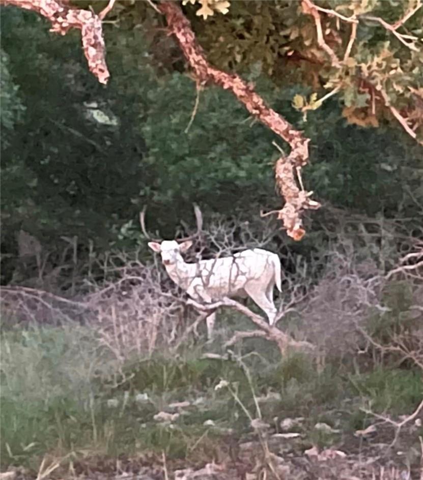 LOT #30 Blaha Oaks Rd, Fredericksburg, TX 78624