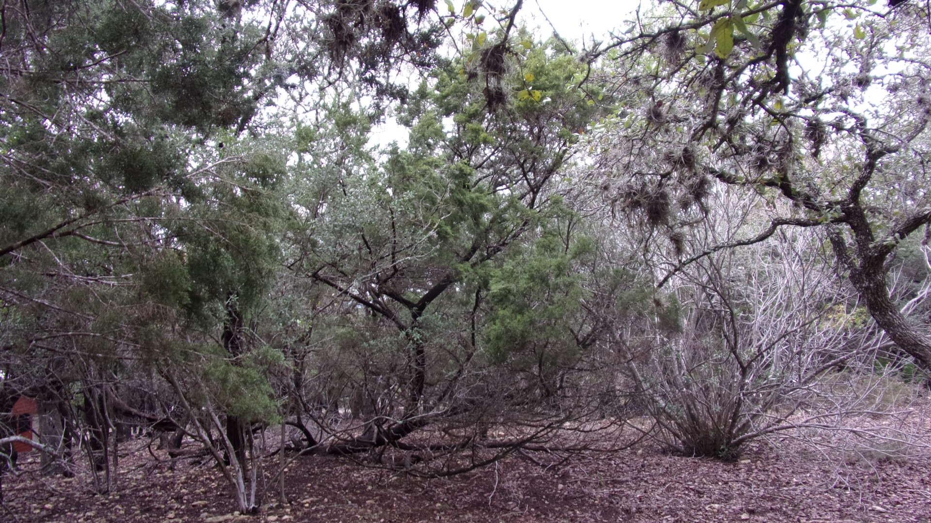 Lot 46 Mountain Wood, Canyon Lake, TX 78133