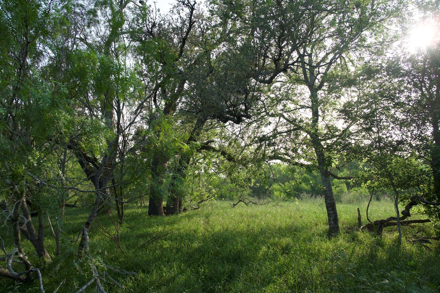 TBD Taylorsville Road Rd, Red Rock, TX 78662