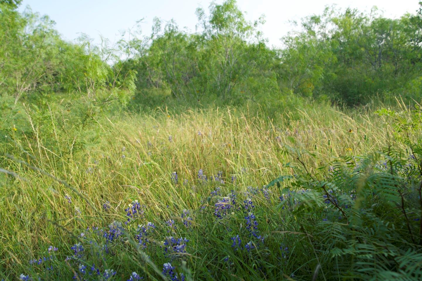 TBD Taylorsville Road Rd, Red Rock, TX 78662