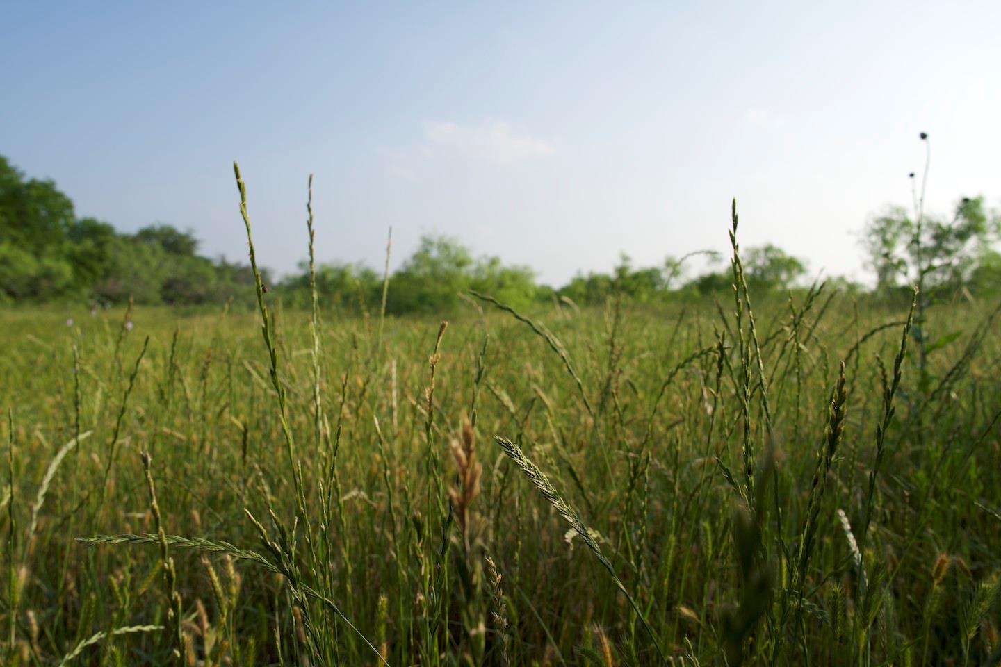 TBD Taylorsville Road Rd, Red Rock, TX 78662