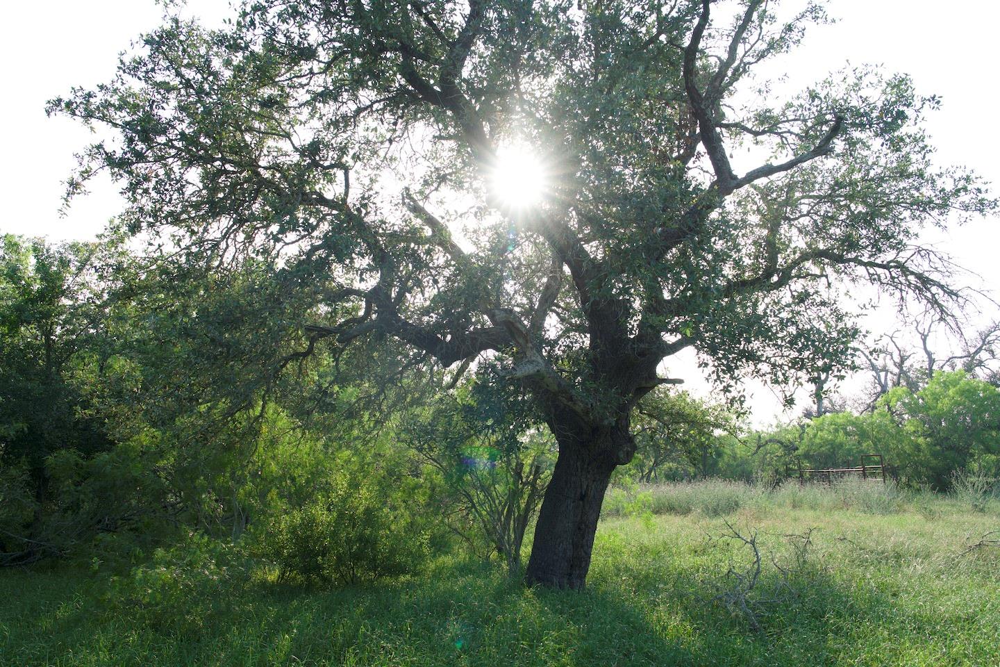 TBD Taylorsville Road Rd, Red Rock, TX 78662