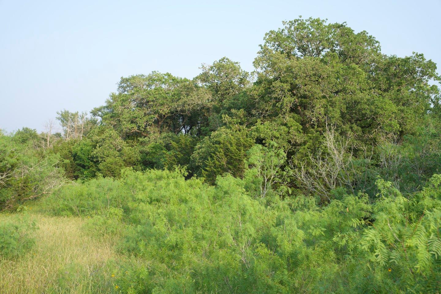 TBD Taylorsville Road Rd, Red Rock, TX 78662