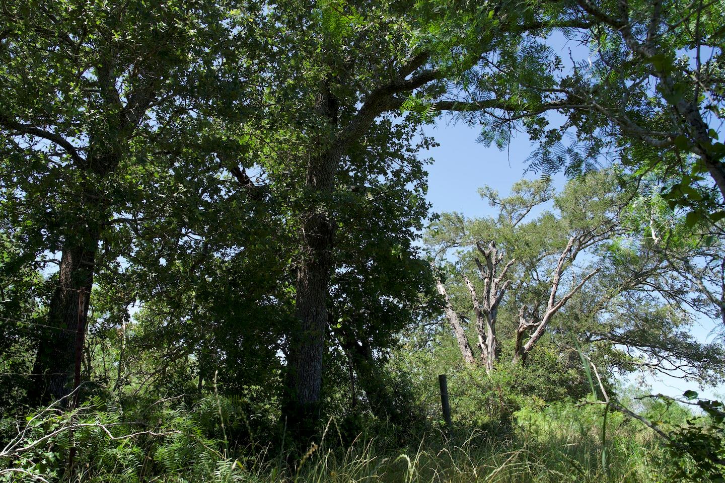 TBD Taylorsville Road Rd, Red Rock, TX 78662