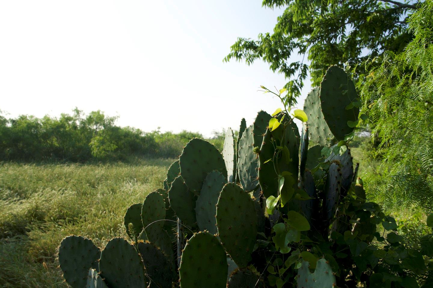 TBD Taylorsville Road Rd, Red Rock, TX 78662