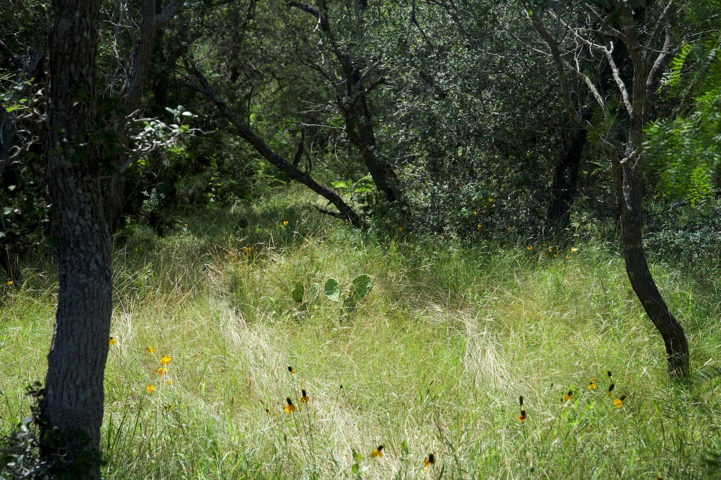 TBD Taylorsville Road Rd, Red Rock, TX 78662