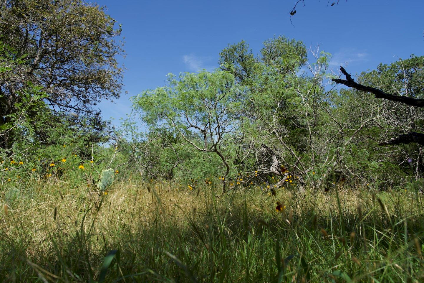 TBD Taylorsville Road Rd, Red Rock, TX 78662