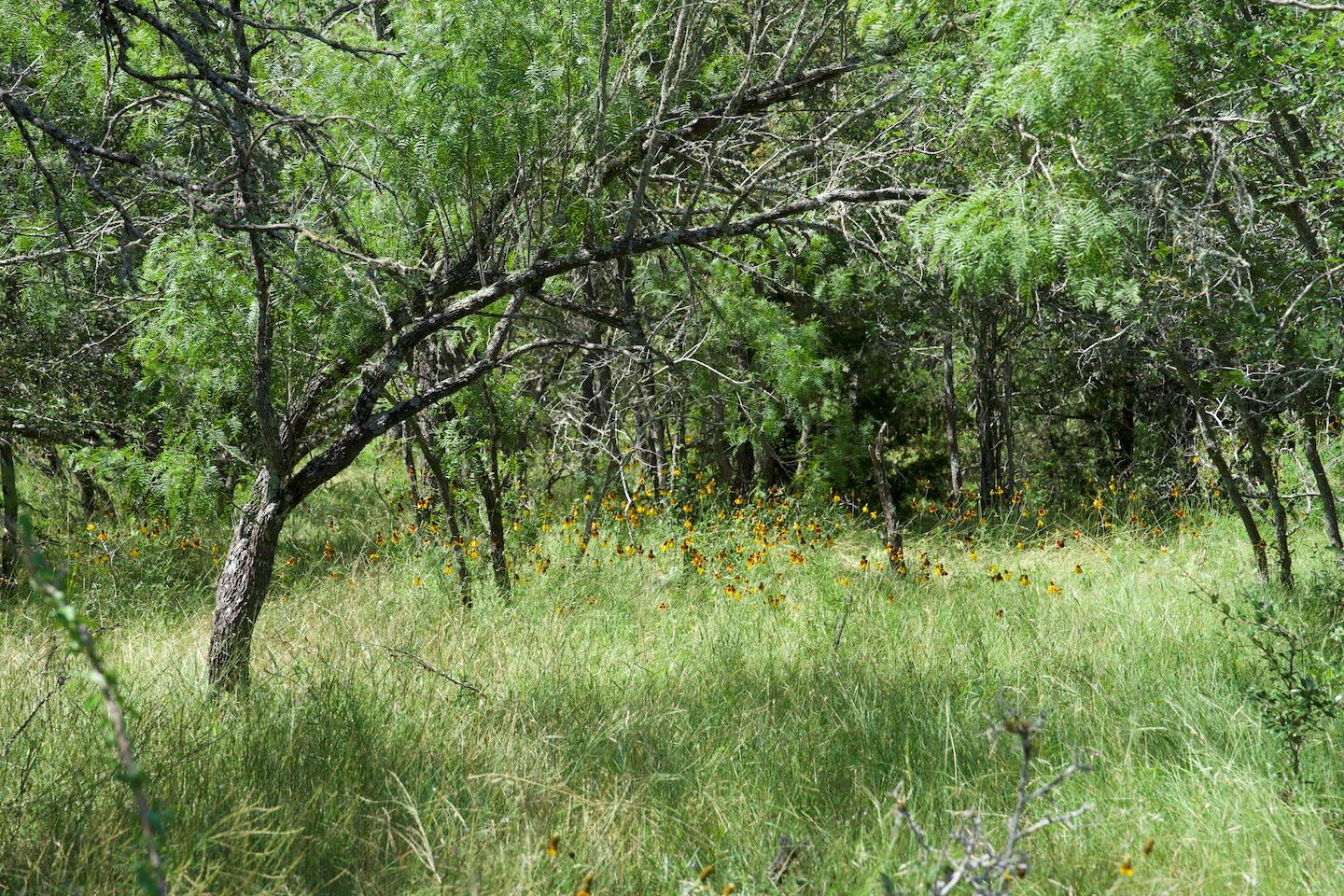 TBD Taylorsville Road Rd, Red Rock, TX 78662