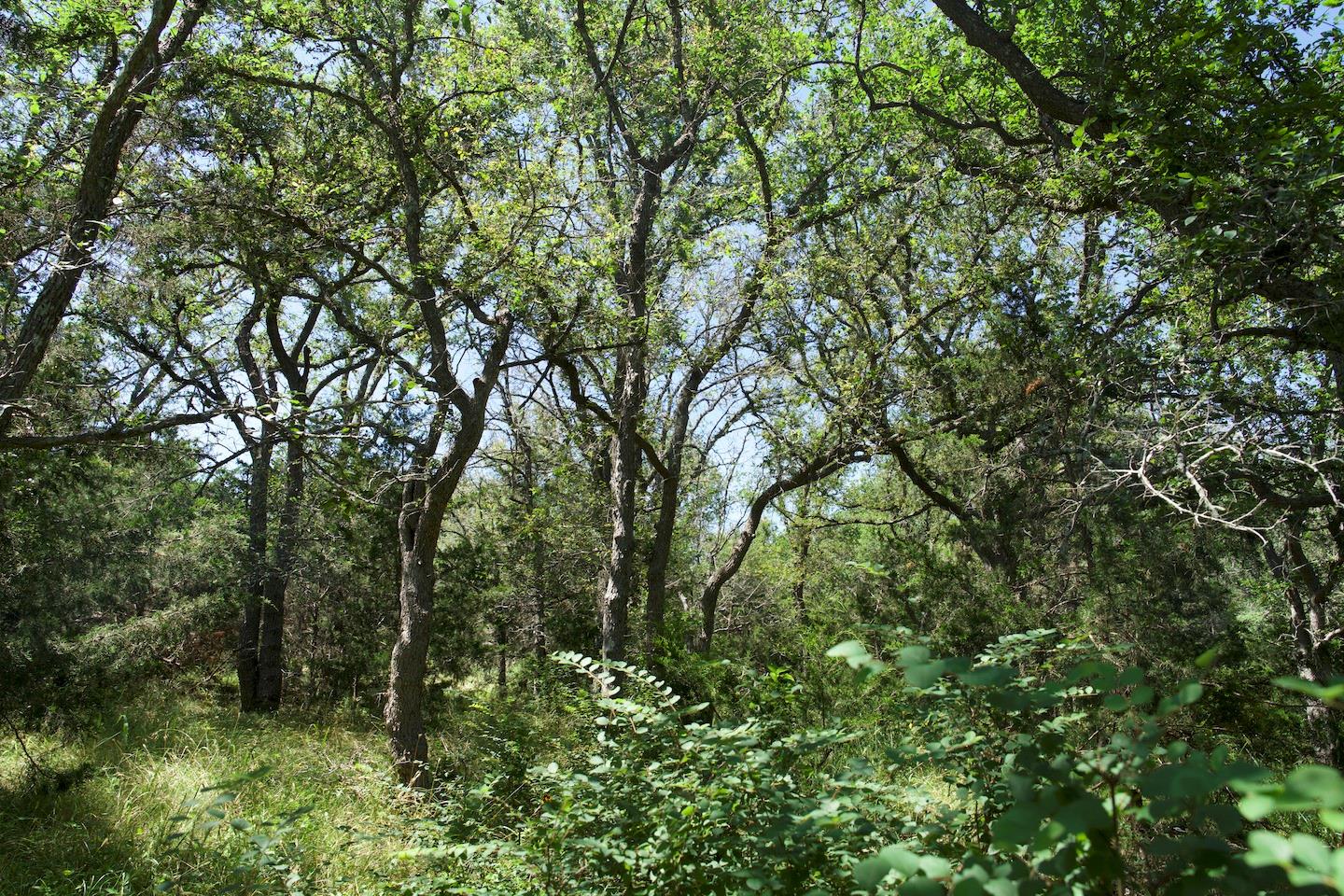 TBD Taylorsville Road Rd, Red Rock, TX 78662