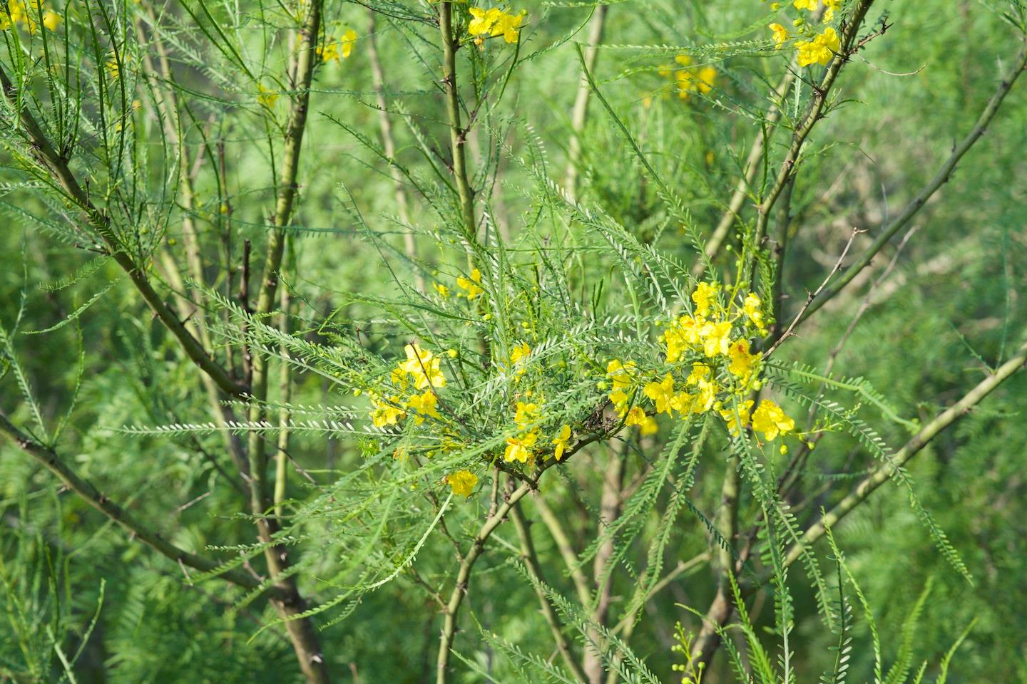 TBD Taylorsville Road Rd, Red Rock, TX 78662