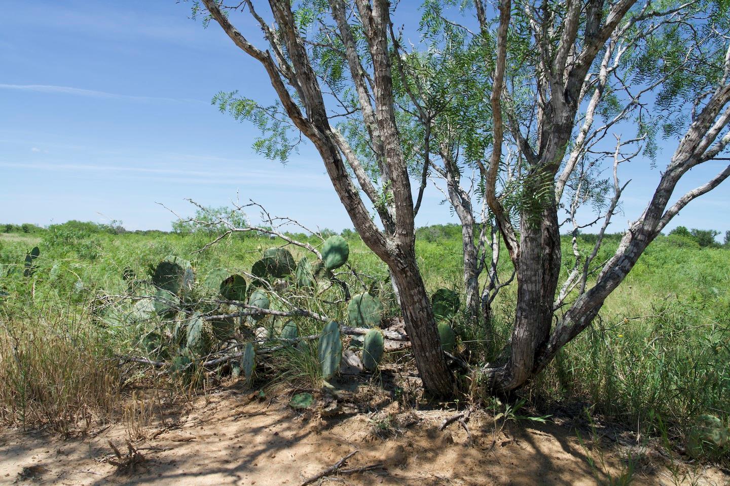 TBD Taylorsville Road Rd, Red Rock, TX 78662