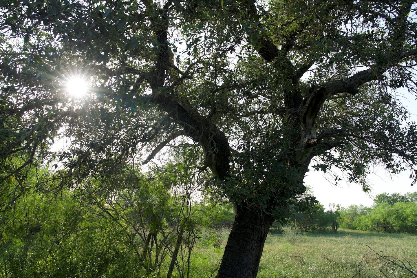 TBD Taylorsville Road Rd, Red Rock, TX 78662