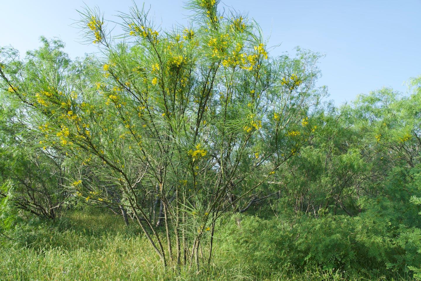 TBD Taylorsville Road Rd, Red Rock, TX 78662