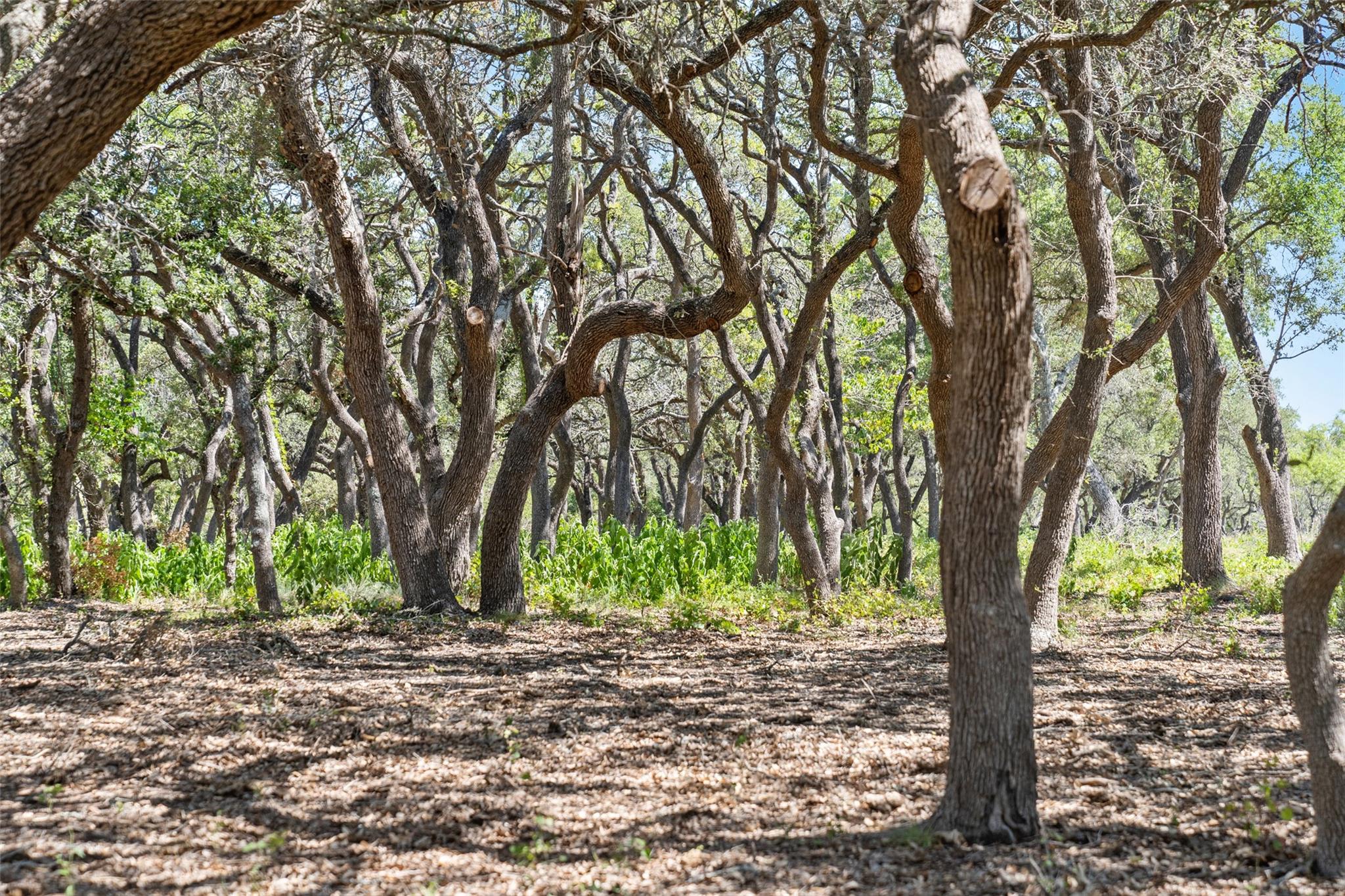 Tract 12 LewDele Ln, Blanco, TX 78671