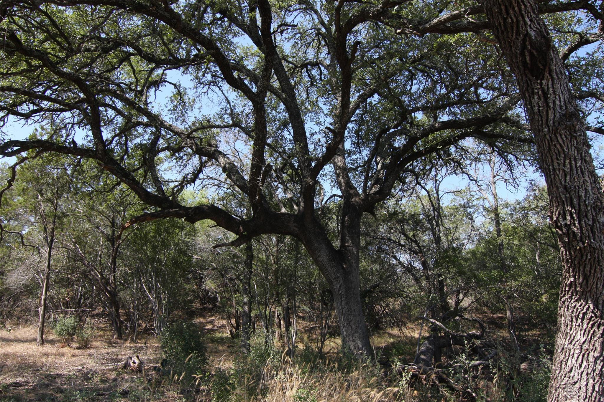 LOT 78 Laurel Wood Ct, Spicewood, TX 78669