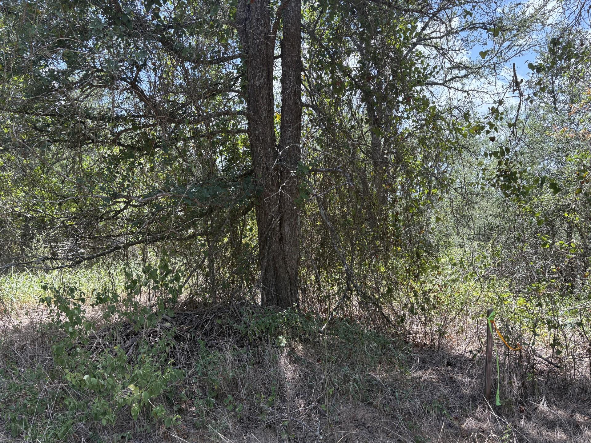 TBD Honolulu Ln, Bastrop, TX 78602