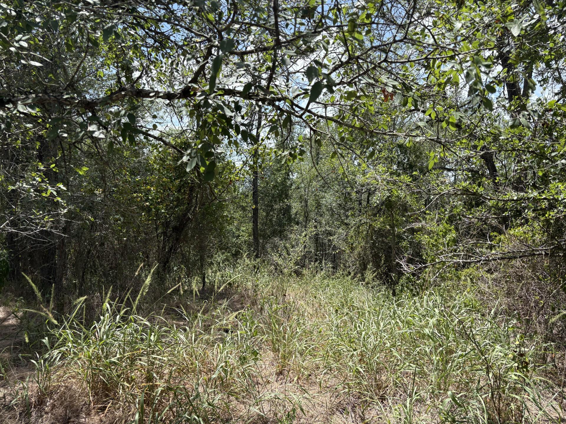 TBD Honolulu Ln, Bastrop, TX 78602