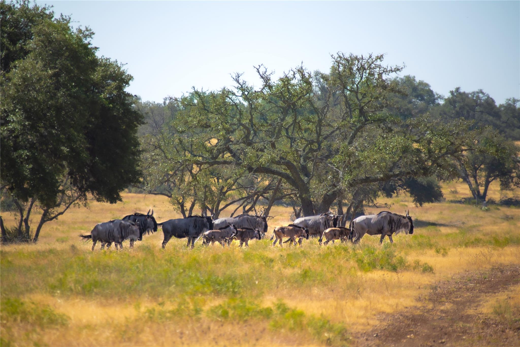 Lot 55 Pack Saddle Dr Dr, Harper, TX 78631