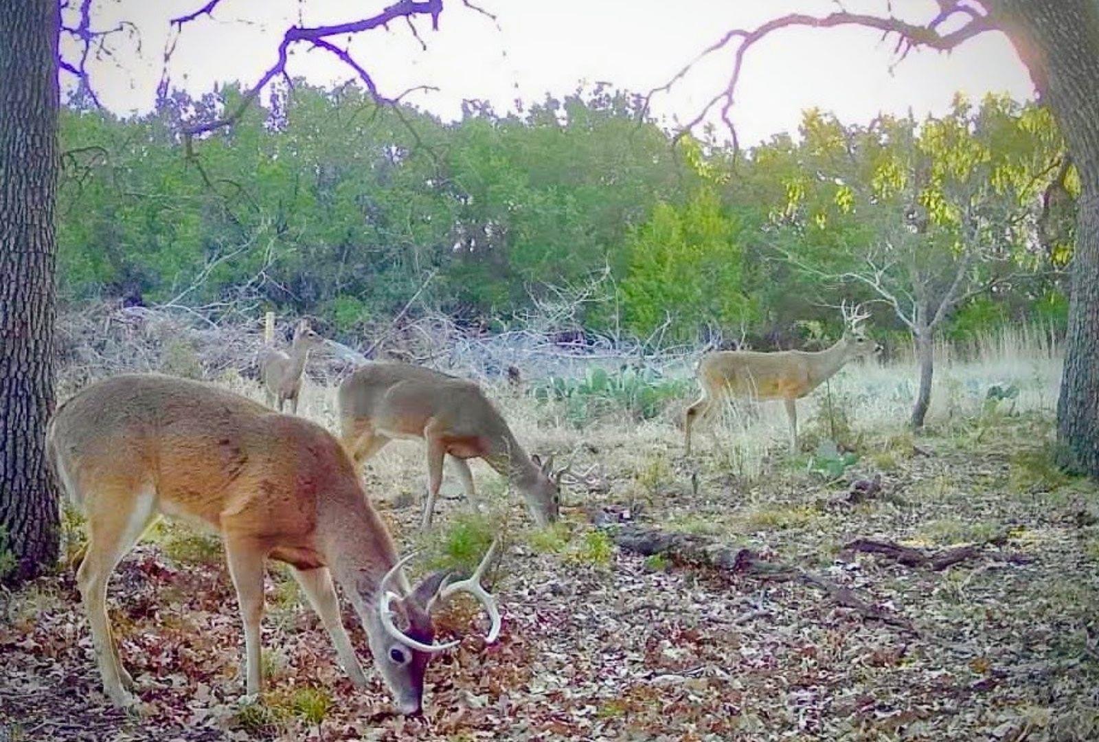 730 E US HWY 84, Goldthwaite, TX 76844