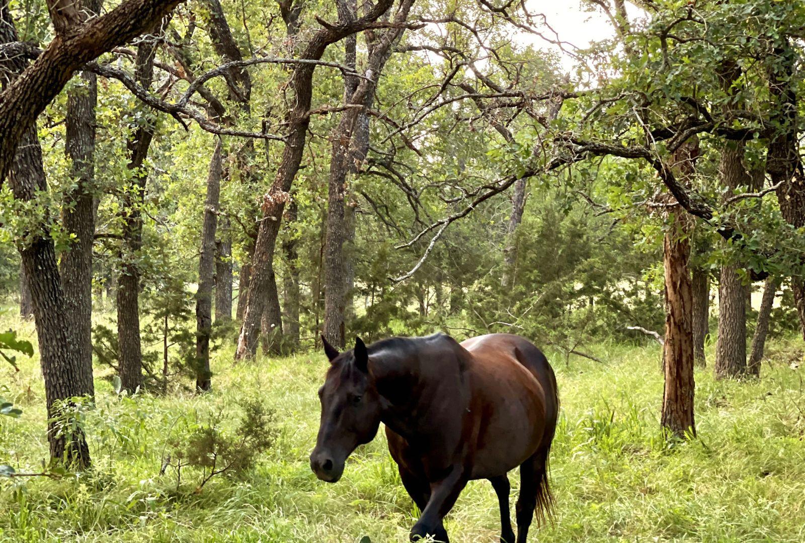 730 E HWY 84, Goldthwaite, TX 76844