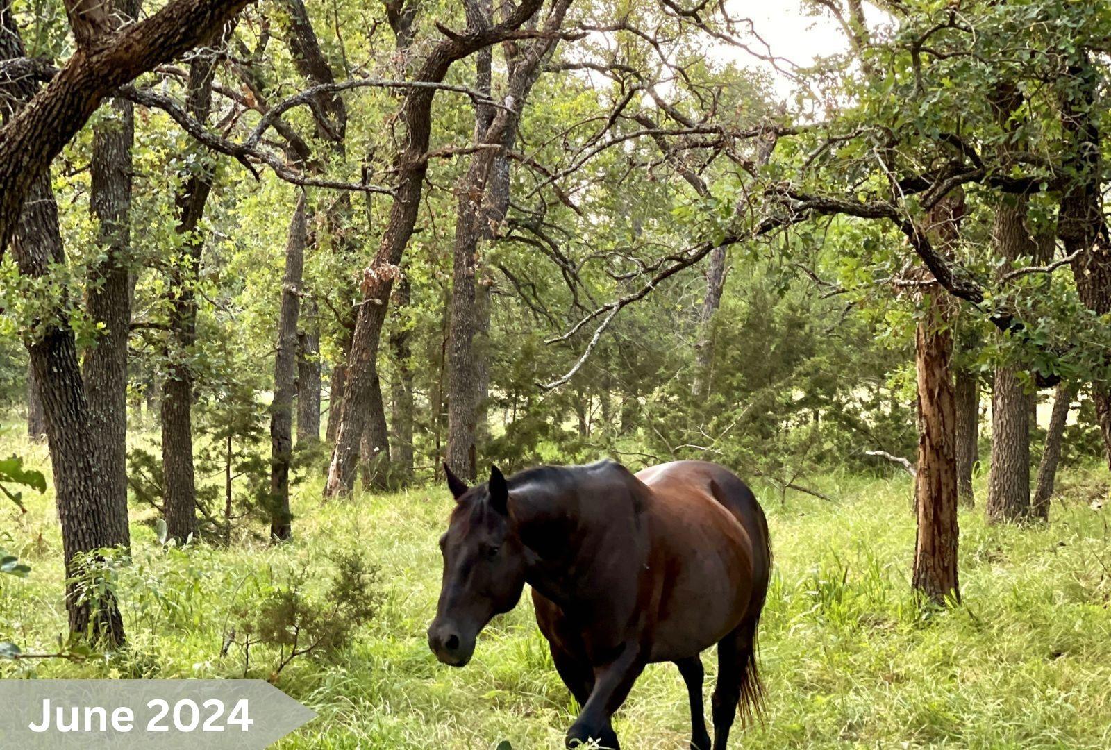 730 E US HWY 84, Goldthwaite, TX 76844