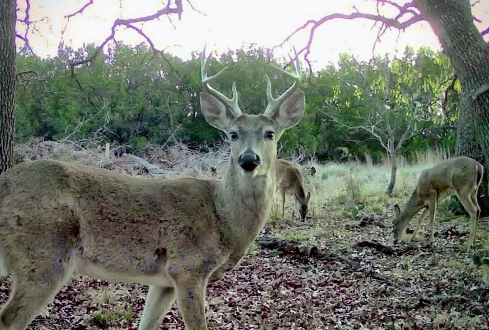 730 E US HWY 84, Goldthwaite, TX 76844