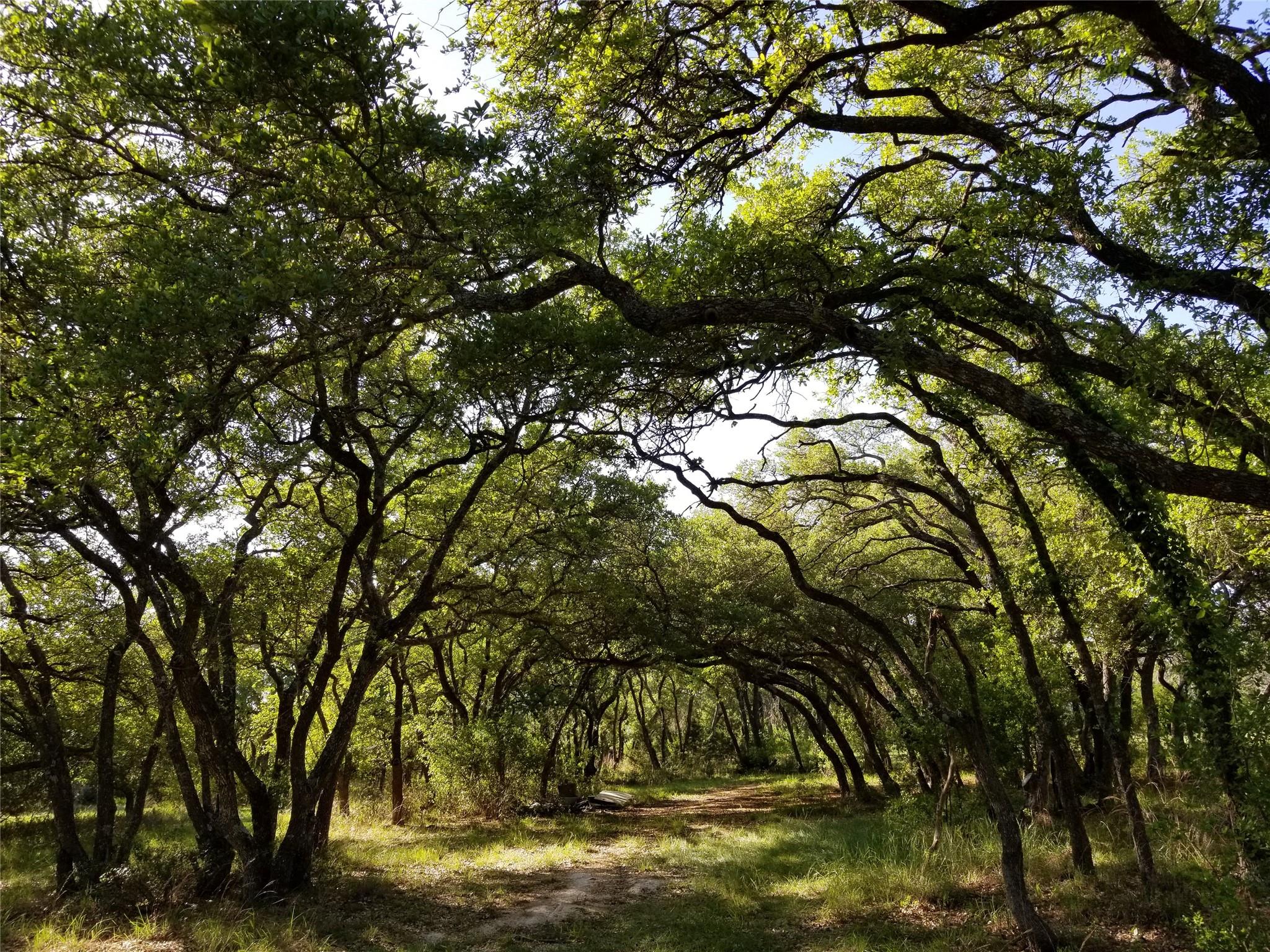 2450 E Creek Cv, Dripping Springs, TX 78620