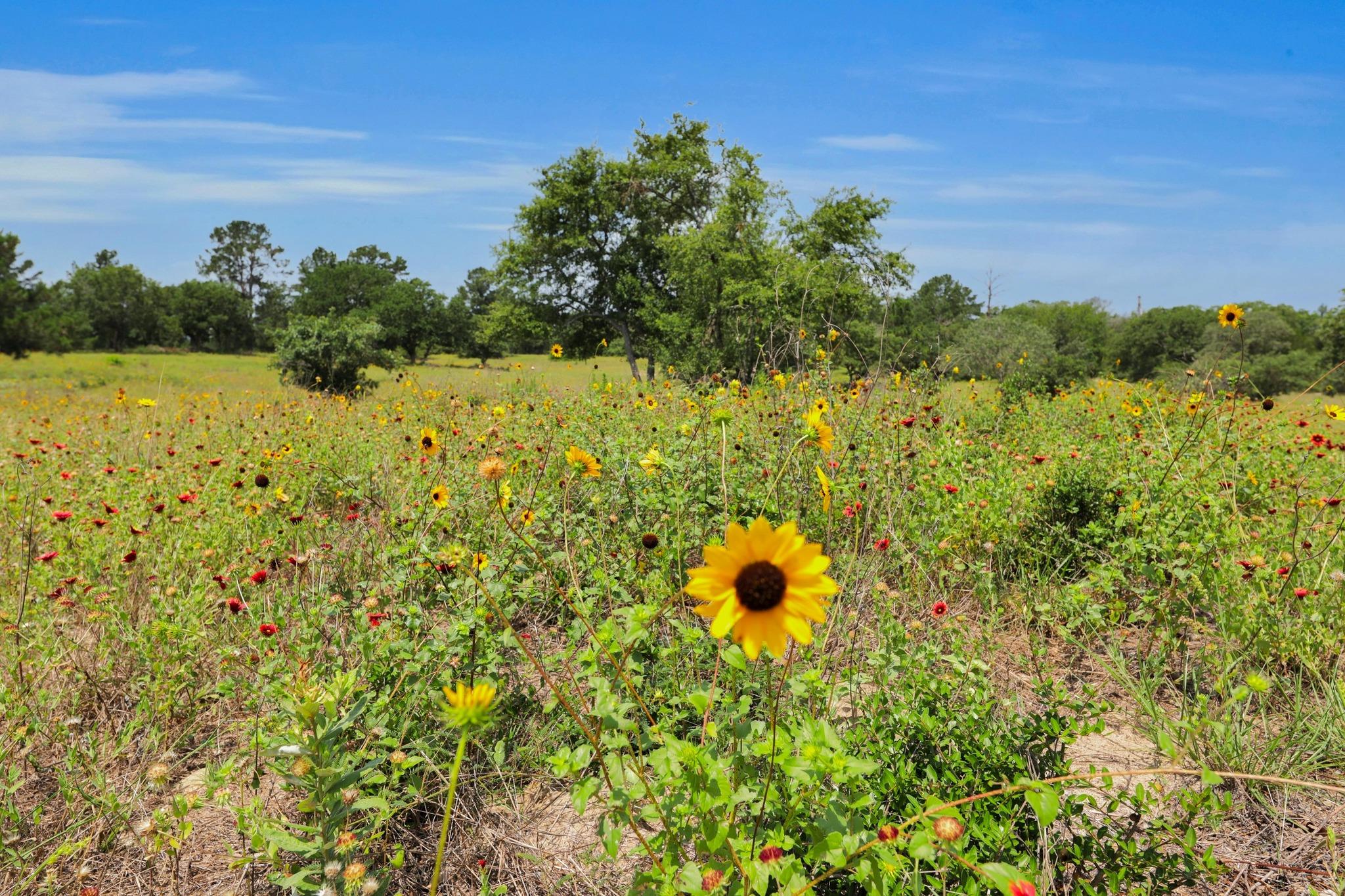 234 Sandy Rd, Rosanky, TX 78953