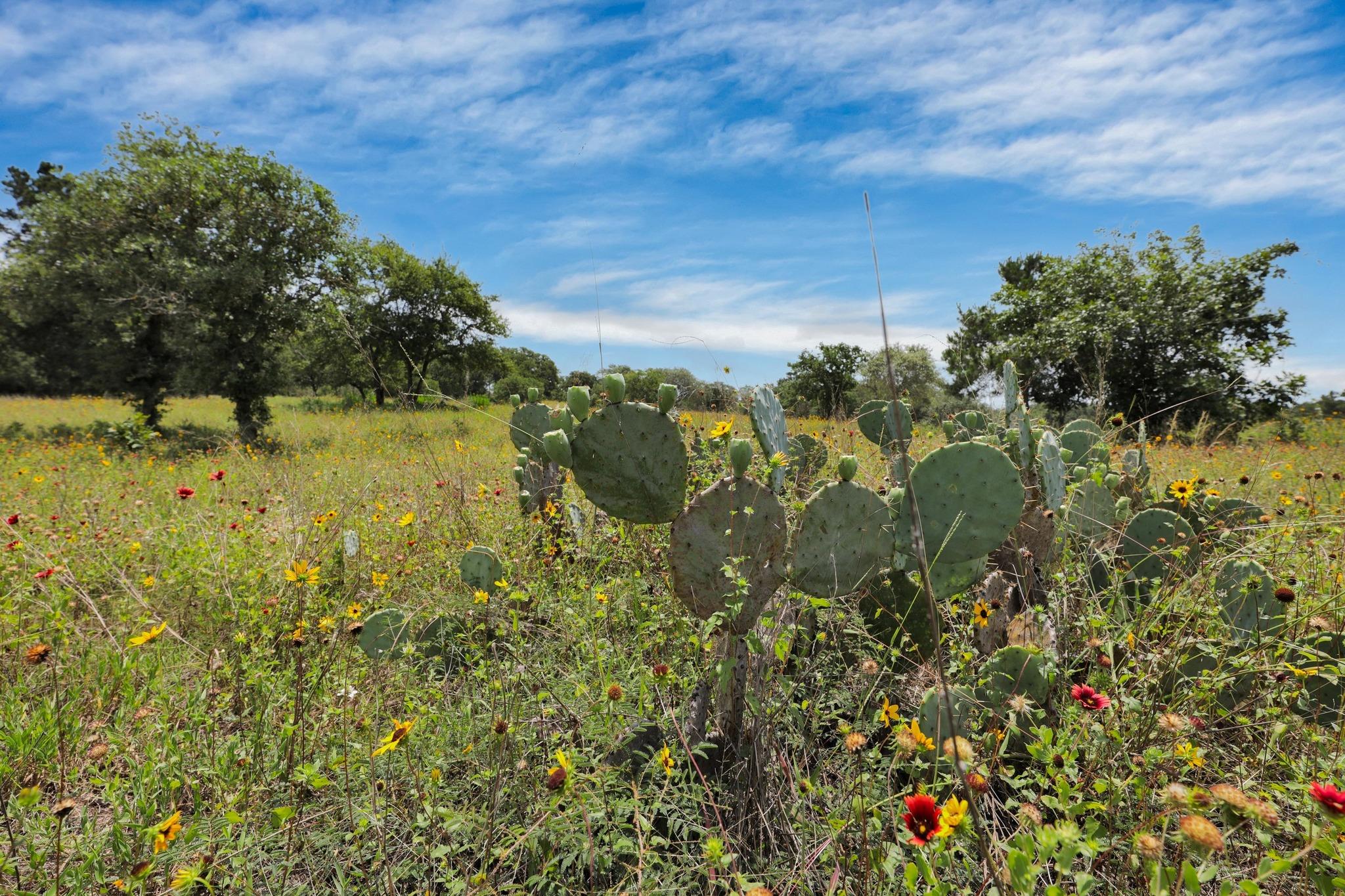234 Sandy Rd, Rosanky, TX 78953