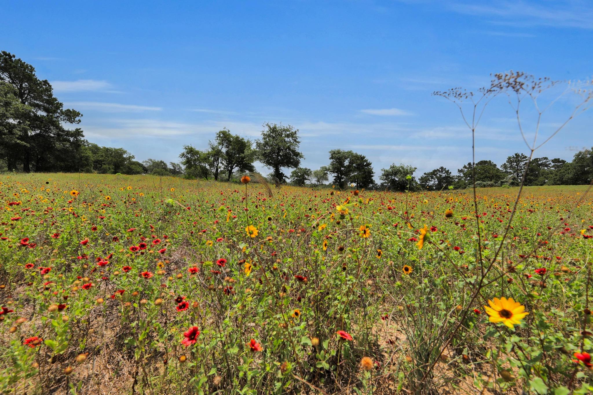 234 Sandy Rd, Rosanky, TX 78953