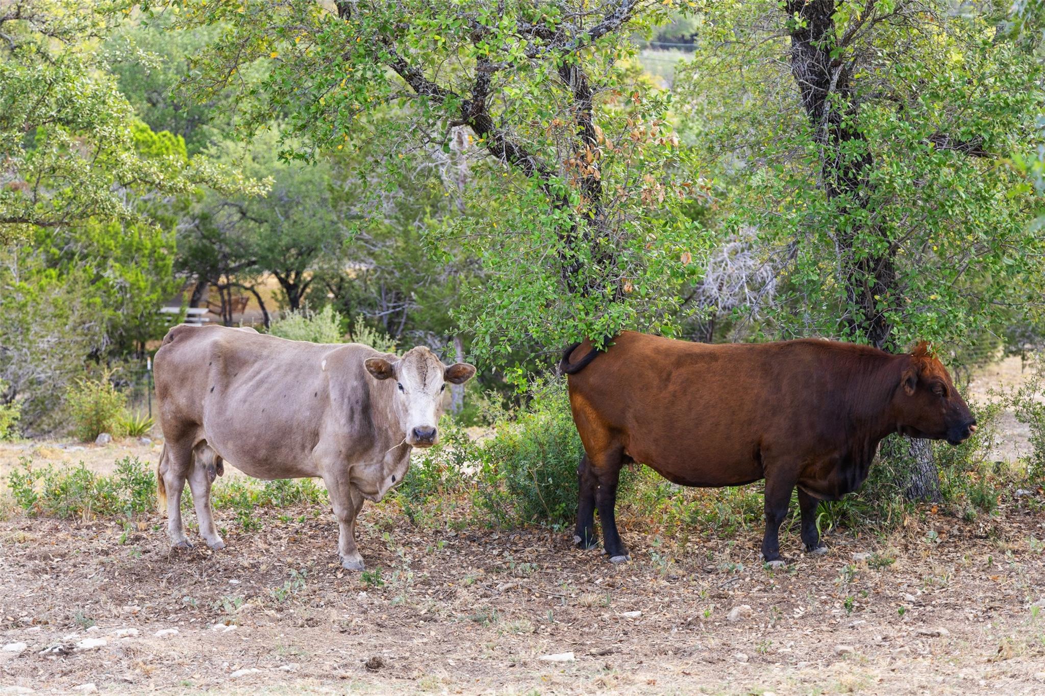 2412 Bee Creek Rd, Spicewood, TX 78669