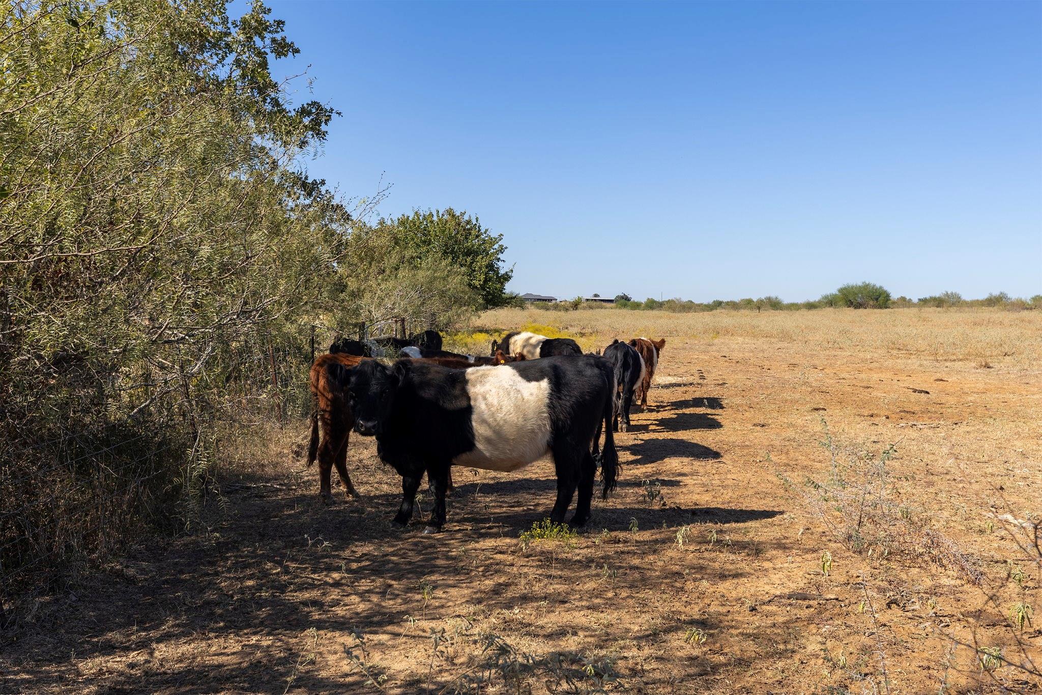 0 CR 320, Rockdale, TX 76567
