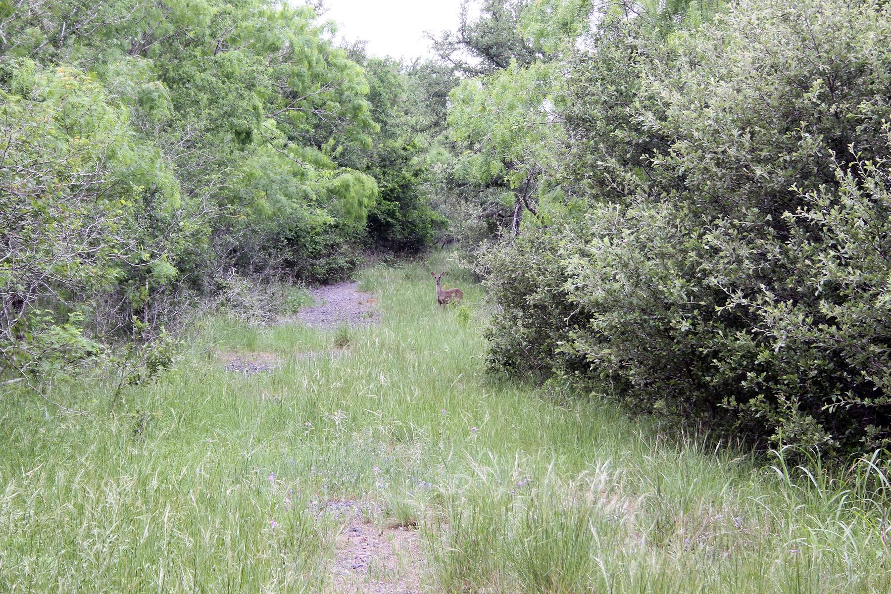 7887 Pettytown Rd, Red Rock, TX 78662