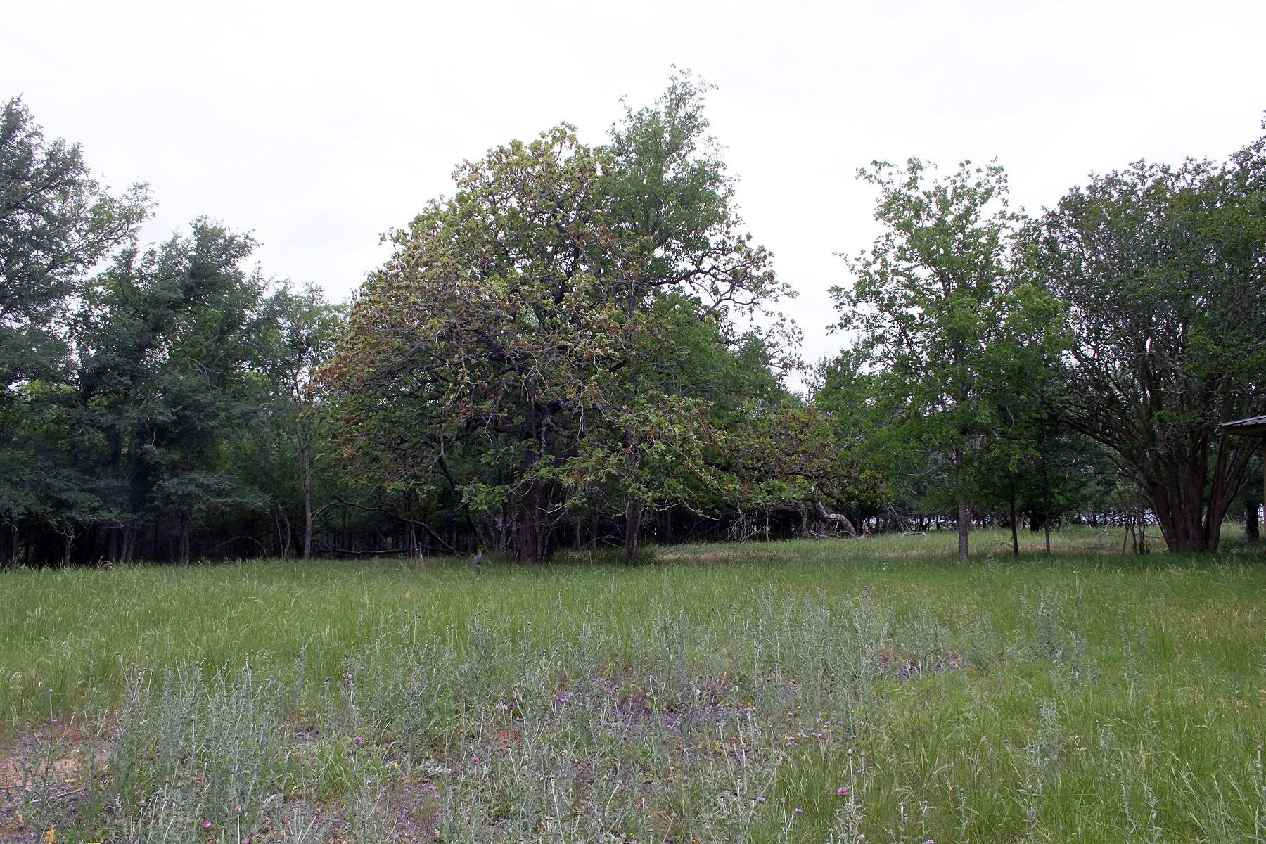 7887 Pettytown Rd, Red Rock, TX 78662