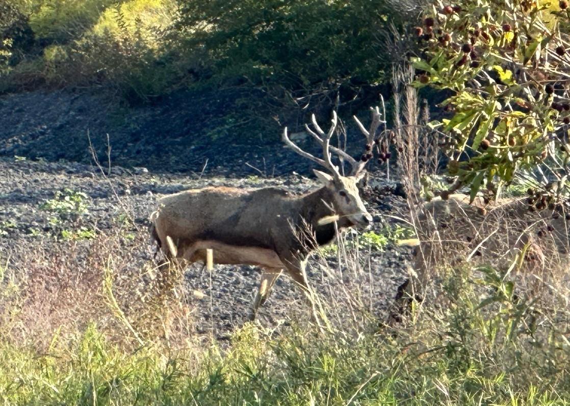 7800 County Road 210, Bertram, TX 78605