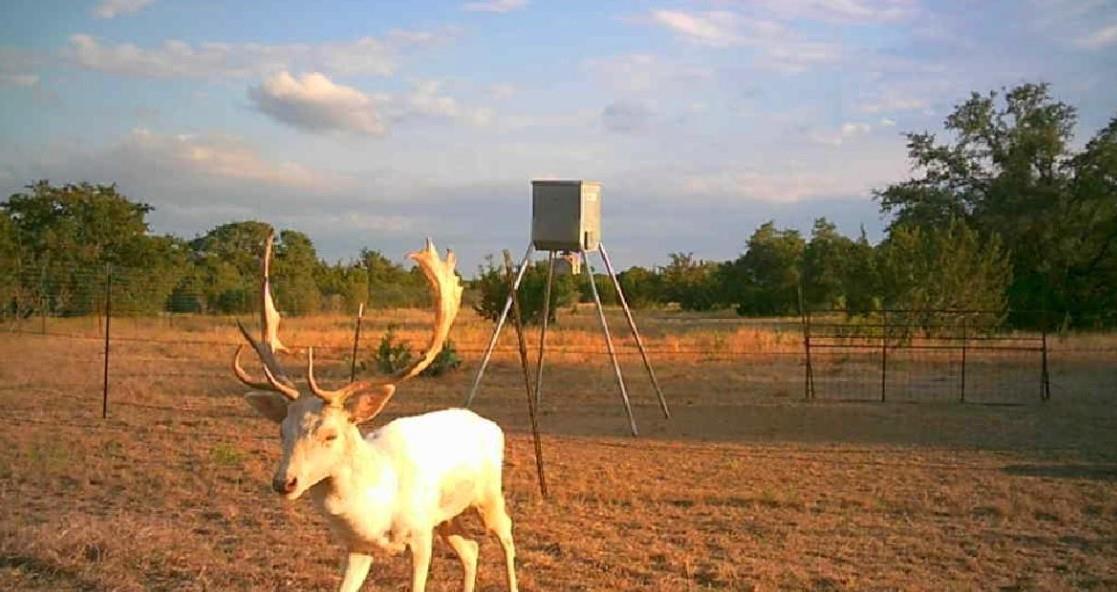 7800 County Road 210, Bertram, TX 78605