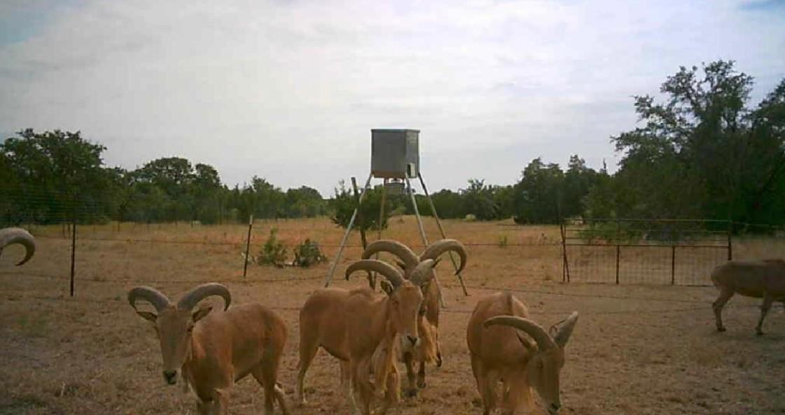 7800 County Road 210, Bertram, TX 78605