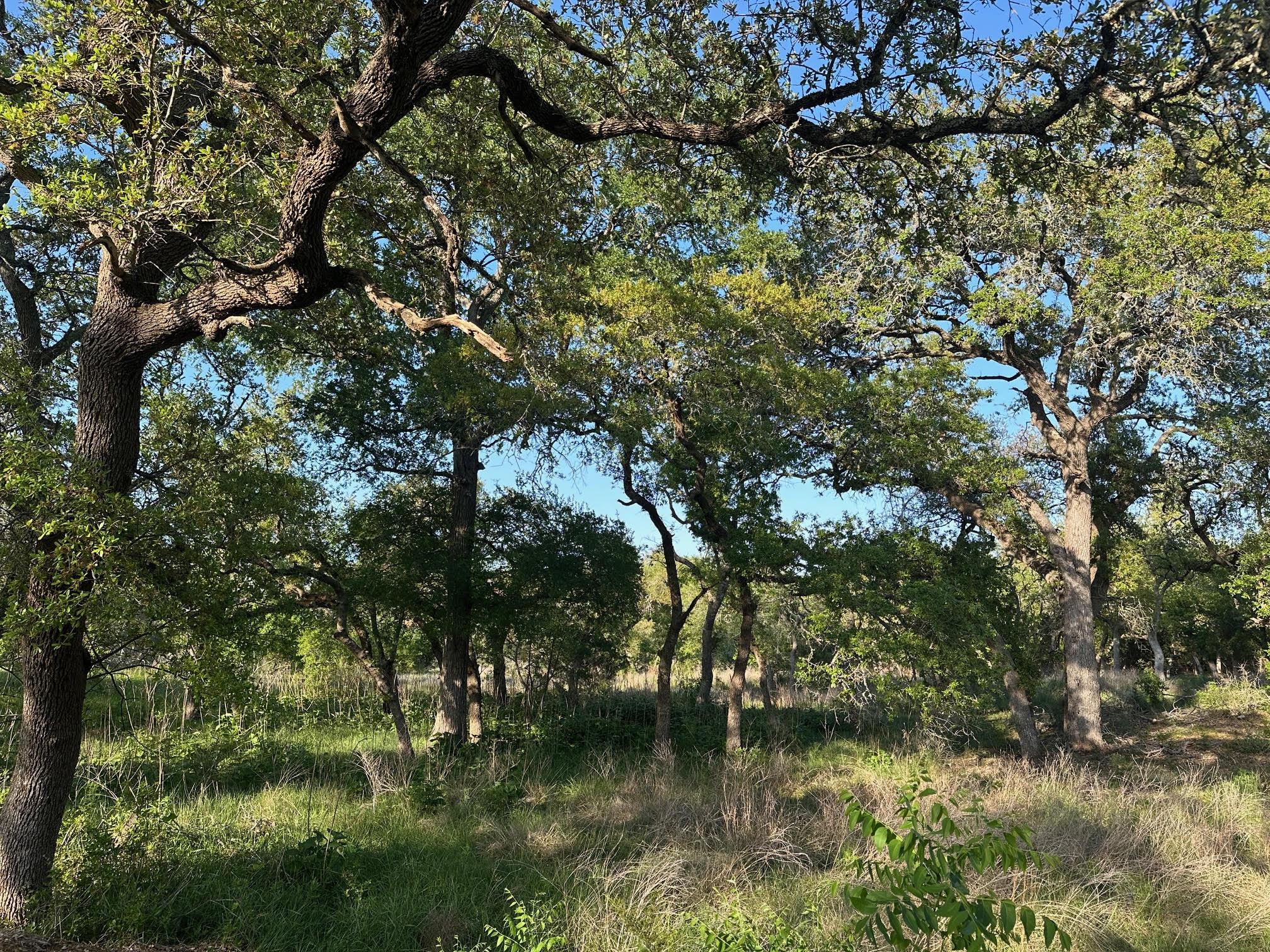 TBD S Rainbow Ranch Rd, Wimberley, TX 78676