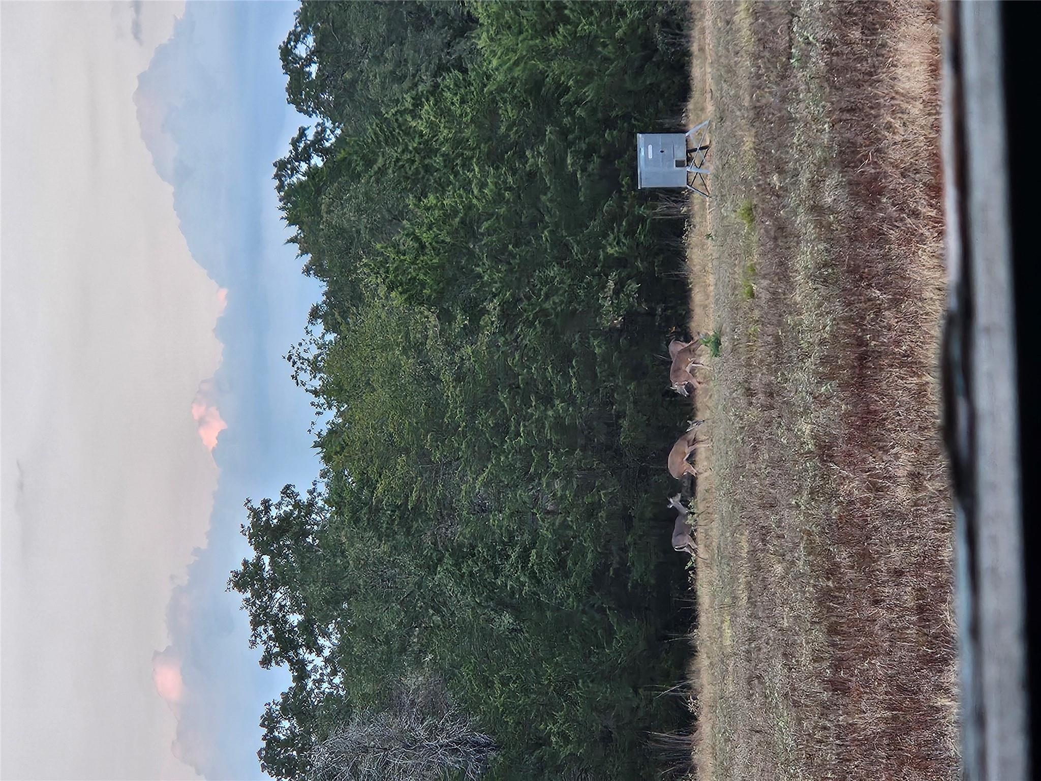 318 Grey Wolf Ln, Bastrop, TX 78602