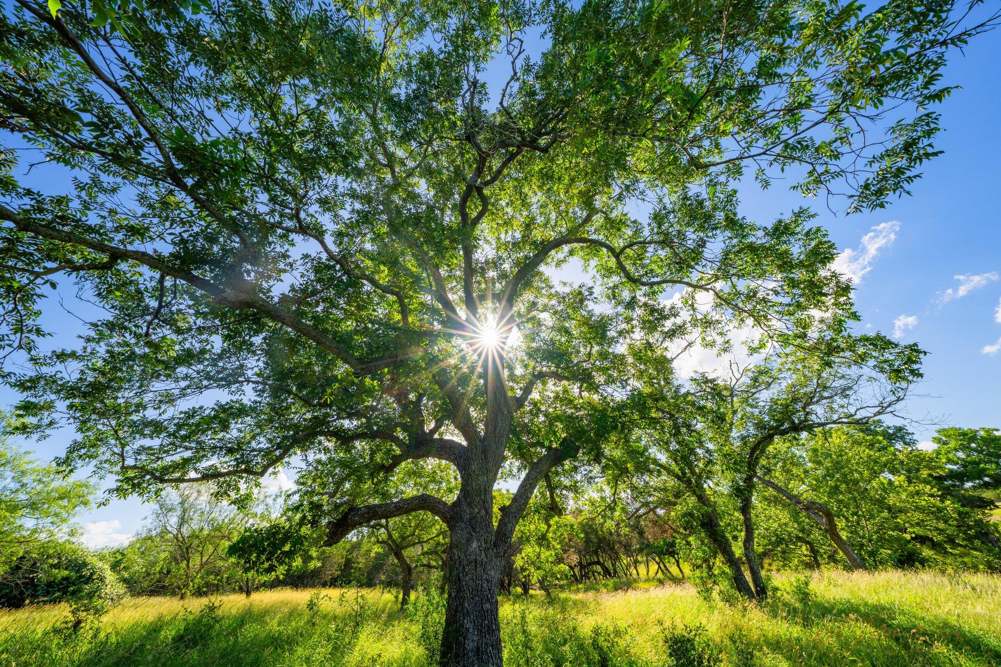 00 Ligon-Smith Lane, Johnson City, TX 78636