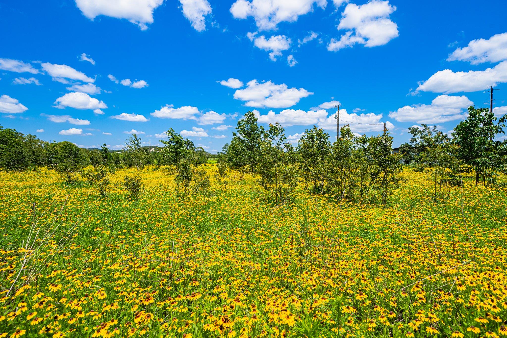 283 Hallford, Fredericksburg, TX 78624