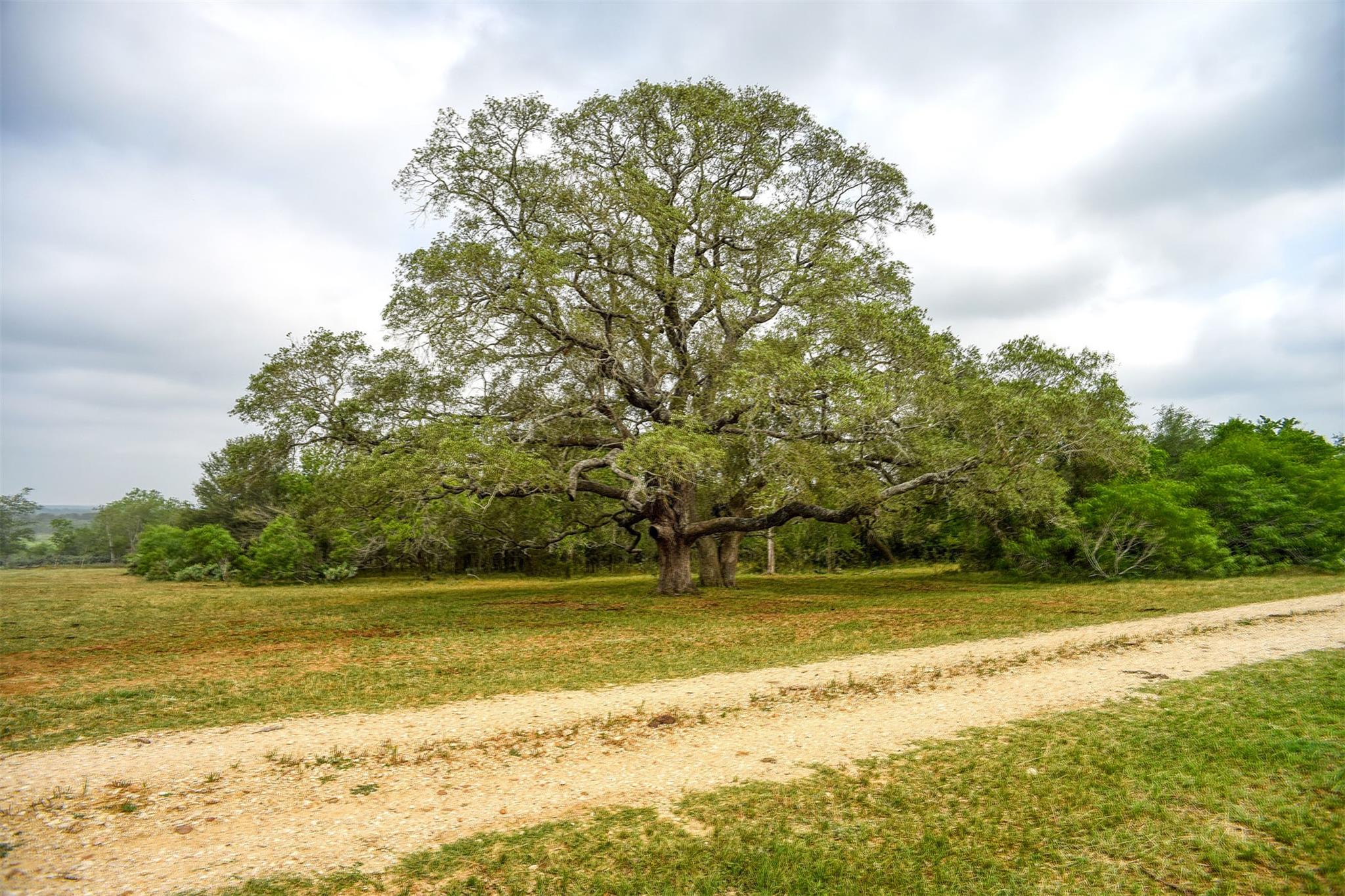323 CR 446, Gonzales, TX 78629