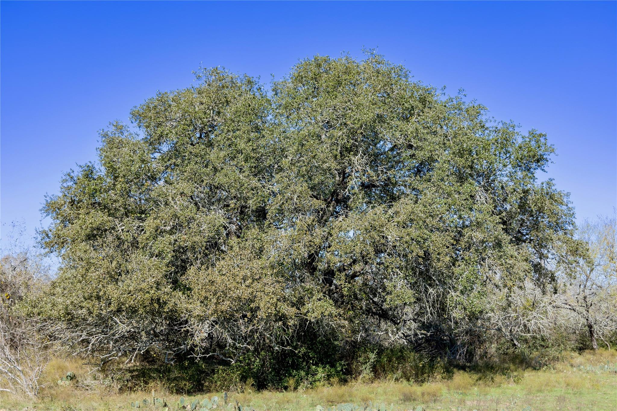 399 Seals Creek Rd, Lockhart, TX 78644
