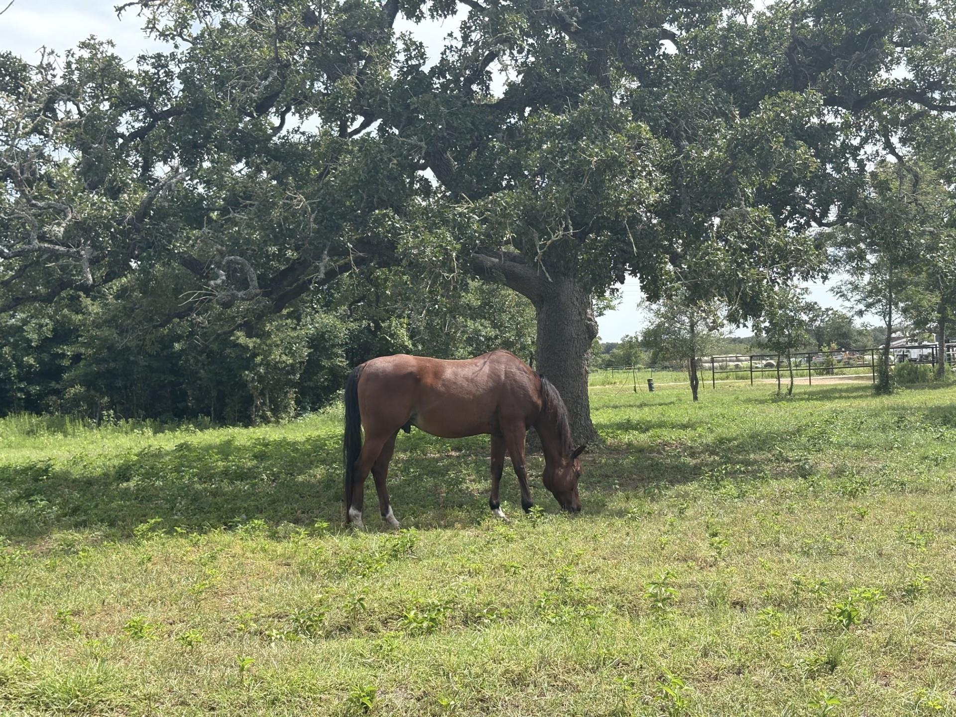 1430 Antioch Rd, Paige, TX 78659