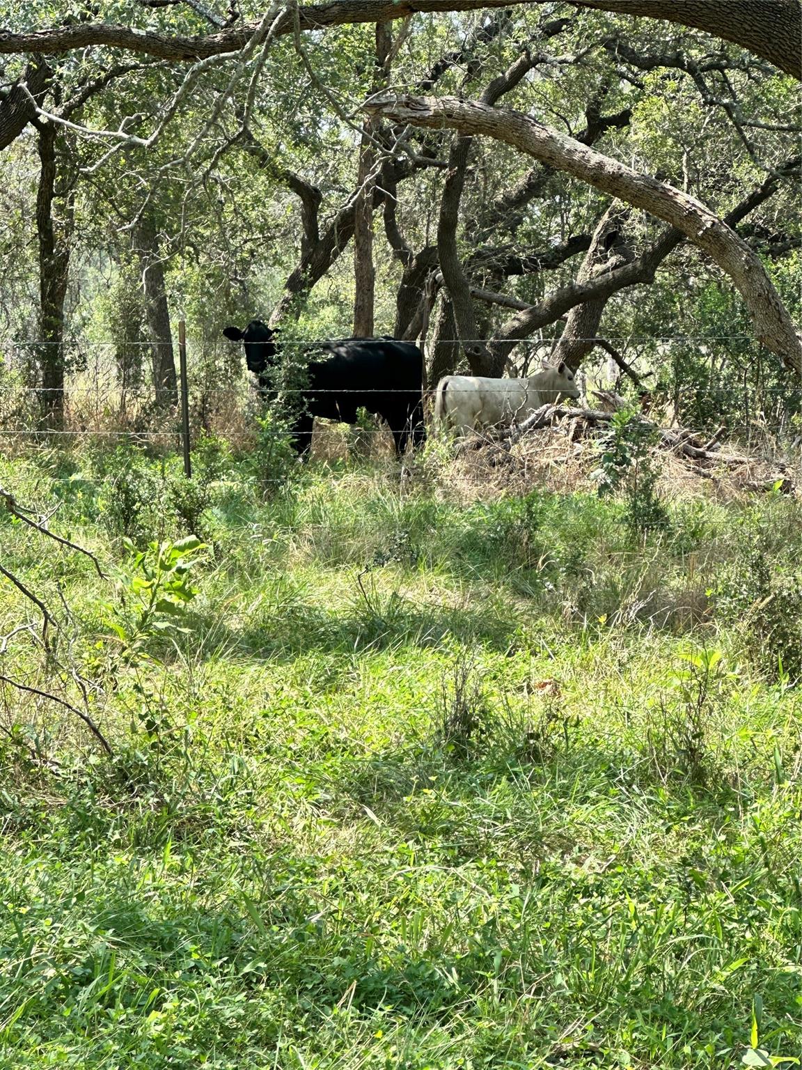 CHIMNEY VALLEY CHIMNEY VALLEY Rd, Blanco, TX 78606