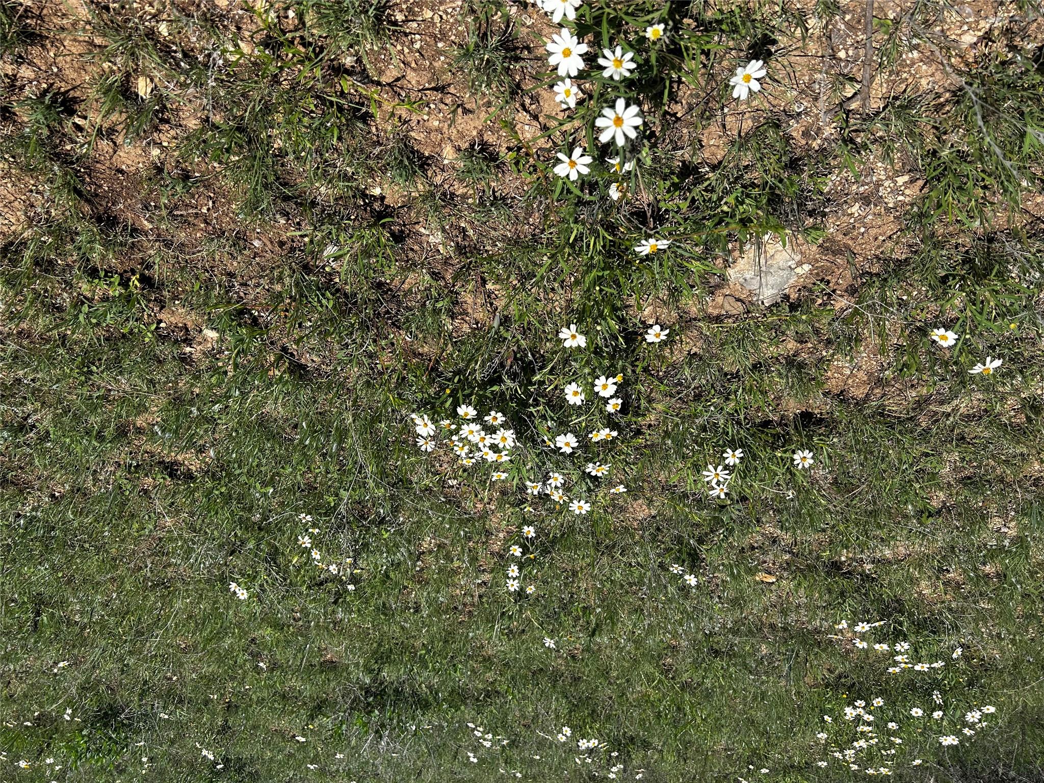 799 Bell Springs Rd, Dripping Springs, TX 78620