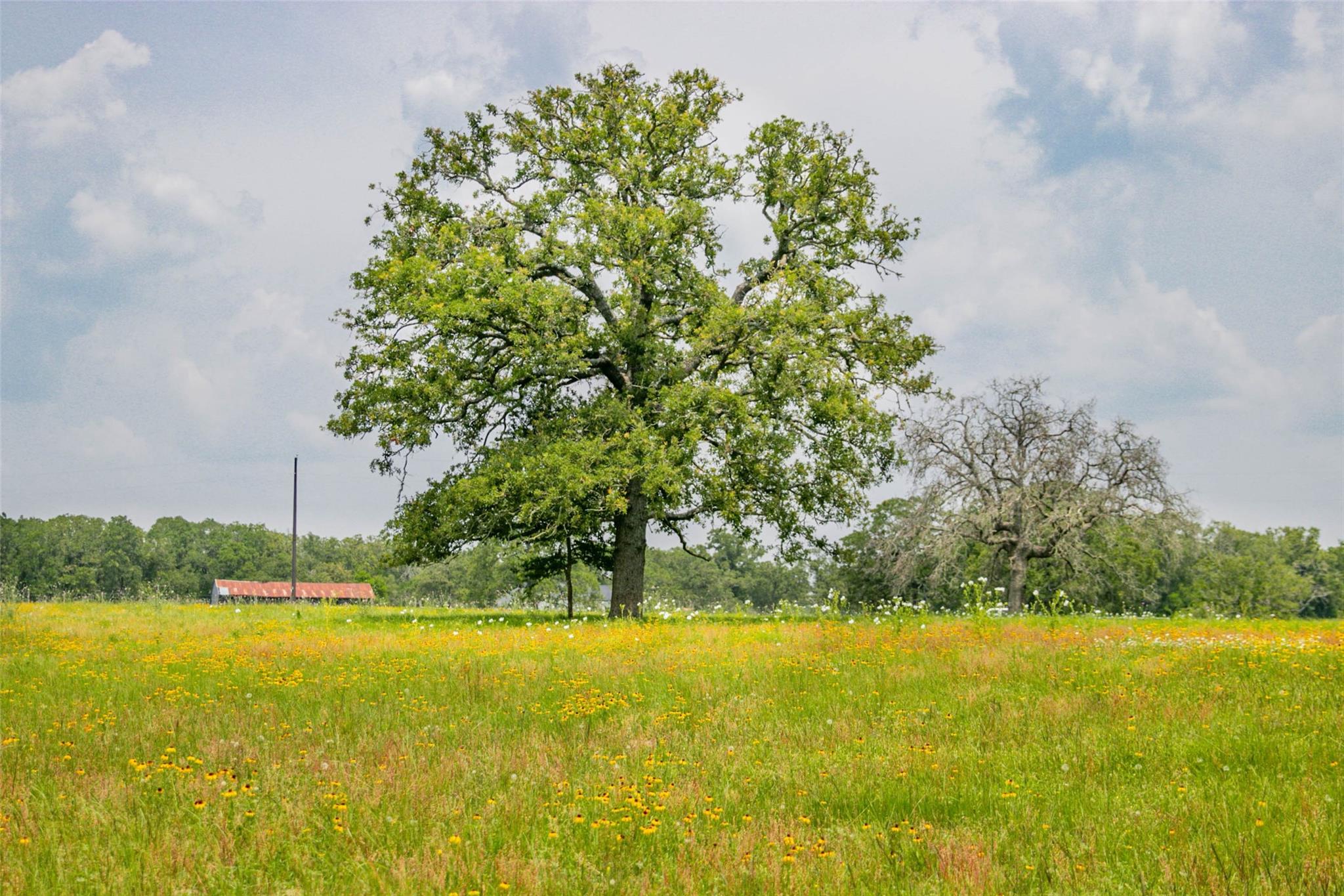 Lot 31 (5.42 Acres) Legacy Rd, Somerville, TX 77879