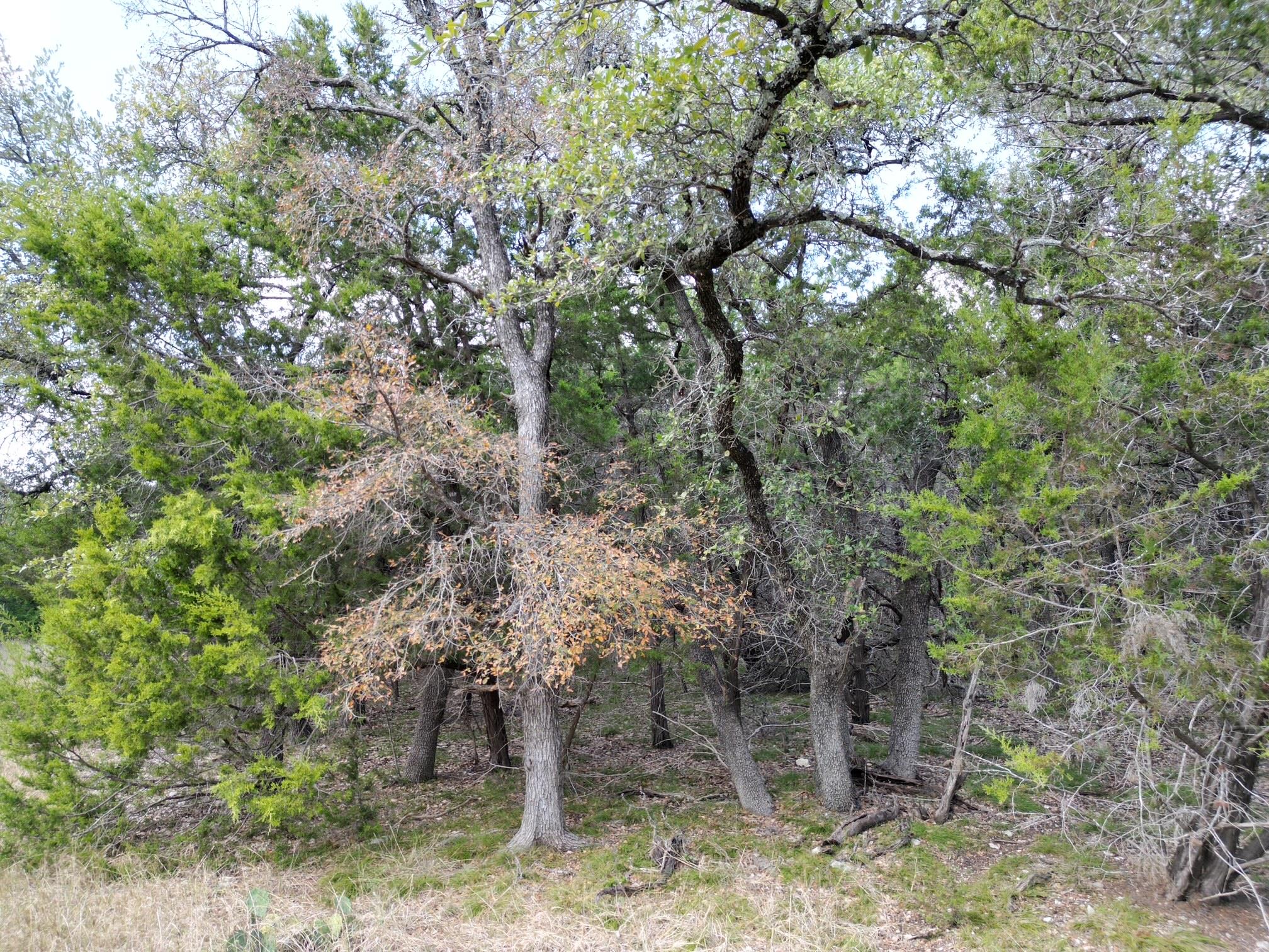 20940 Firefly Rd, Florence, TX 76527