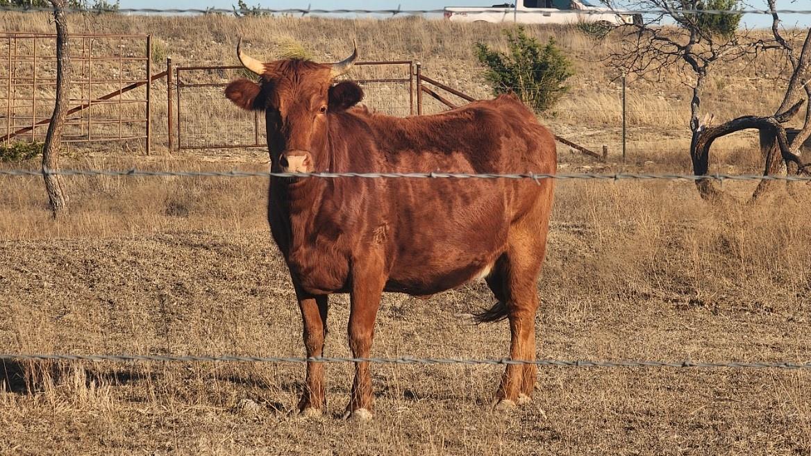 2665 Private Road 3271, Kempner, TX 76539